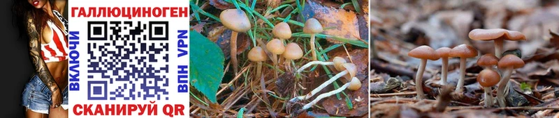 Псилоцибиновые грибы Psilocybine cubensis  Шали 
